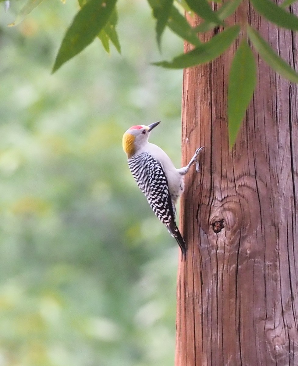 Golden-fronted Woodpecker - ML625553009