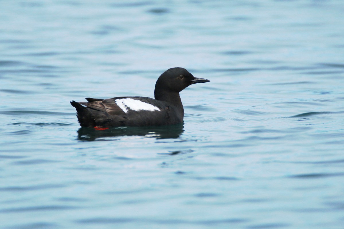 Guillemot colombin - ML62555301