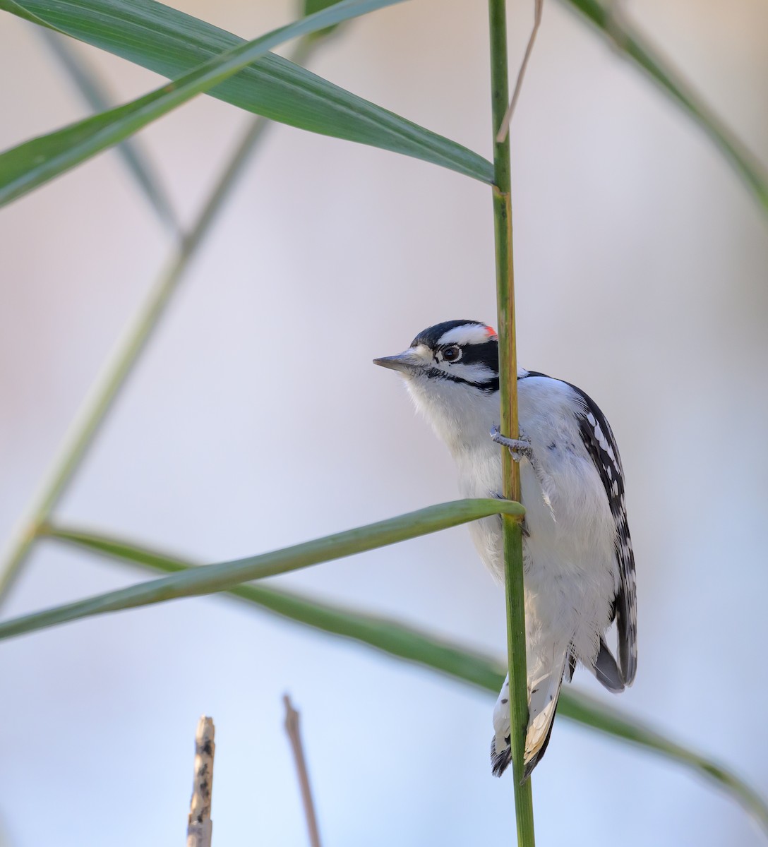 Downy Woodpecker - ML625553012