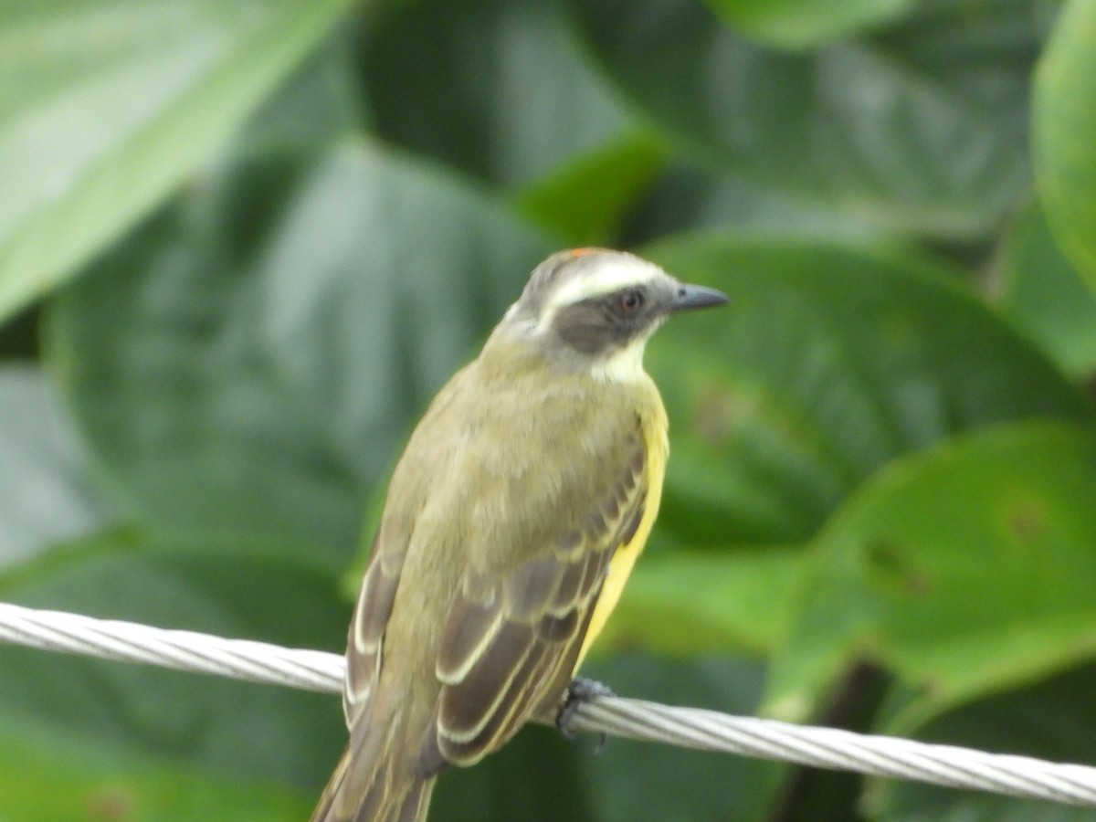 Social Flycatcher - John Calderón Mateus