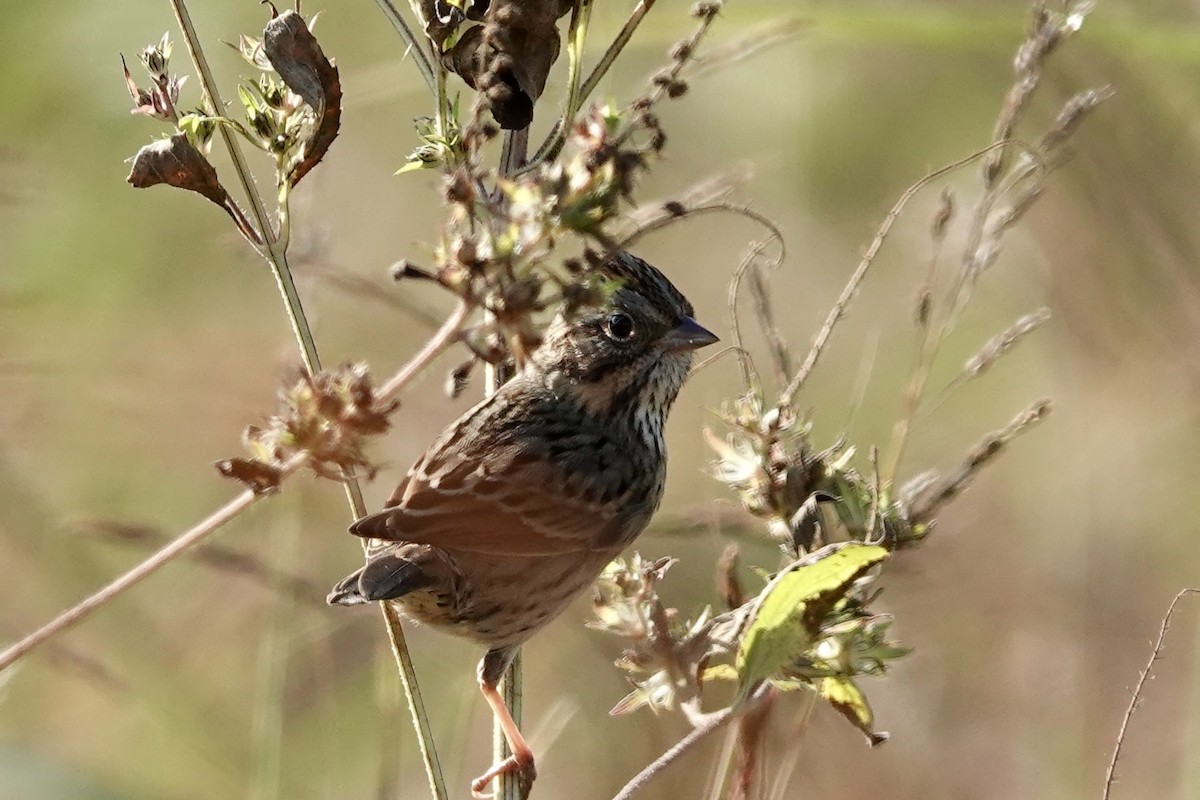 Lincoln's Sparrow - ML625553035