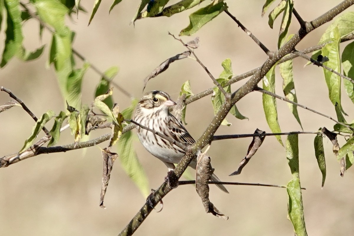 Savannah Sparrow - ML625553041
