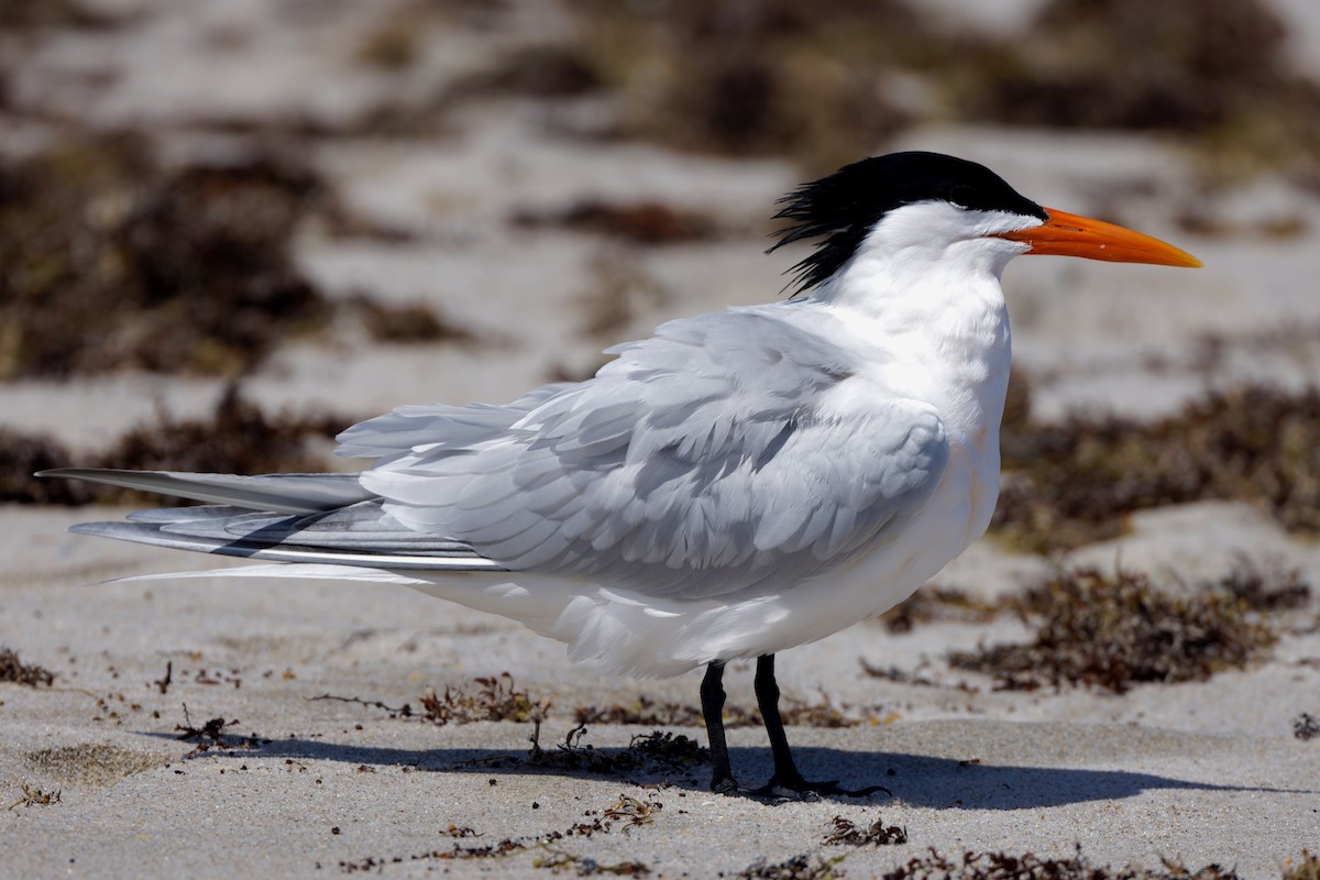 Royal Tern - ML625553119