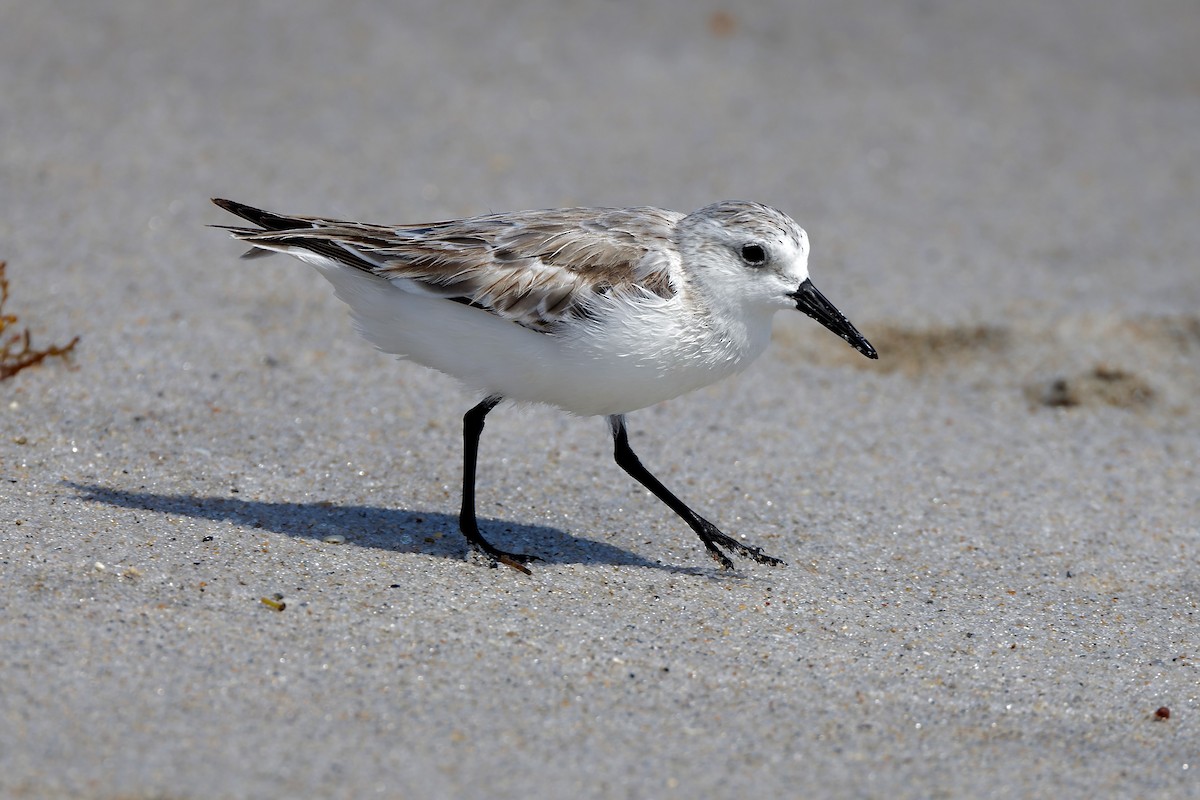 Sanderling - ML625553120