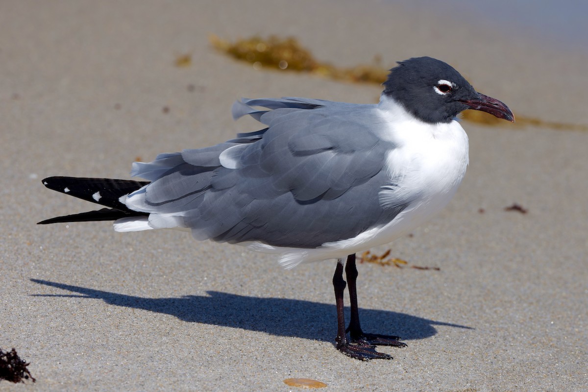 Laughing Gull - ML625553126