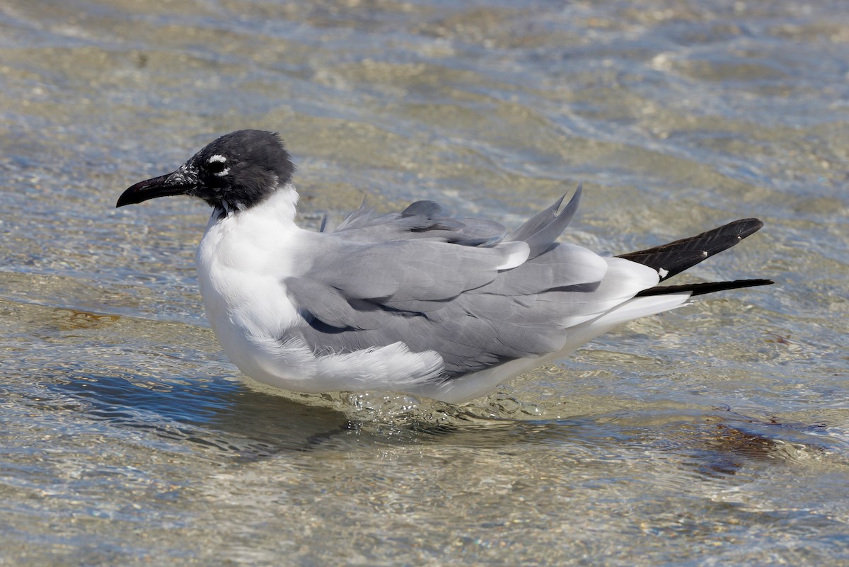 Laughing Gull - ML625553128