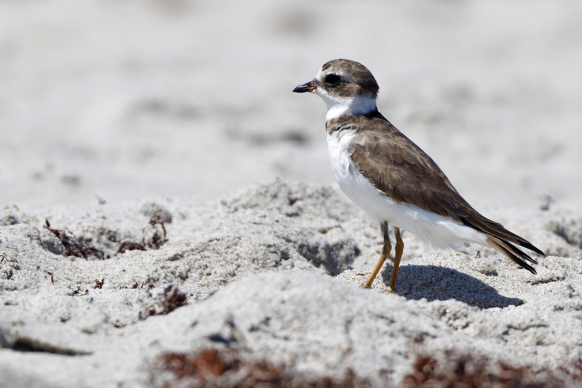 Semipalmated Plover - ML625553132