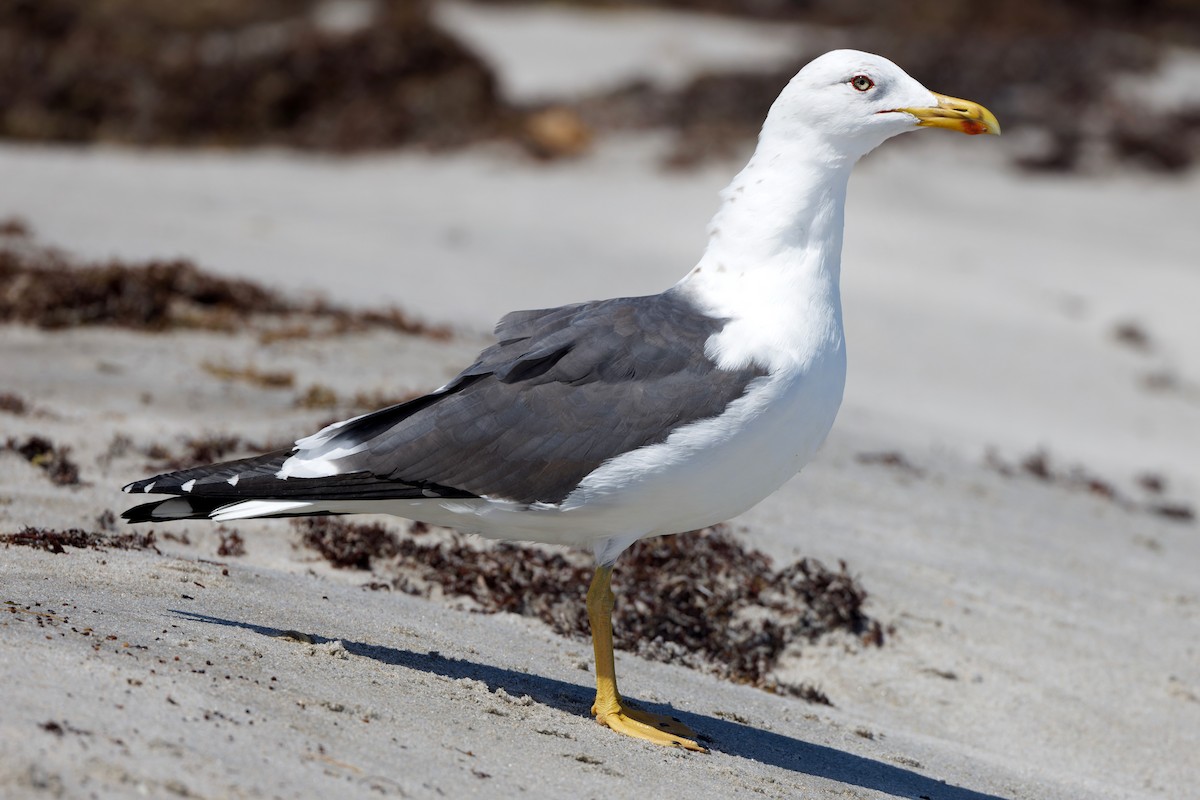 Lesser Black-backed Gull - ML625553135