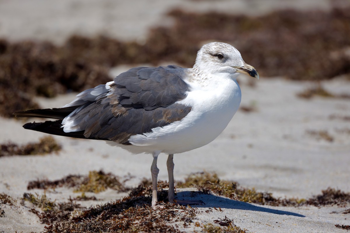 Lesser Black-backed Gull - ML625553141