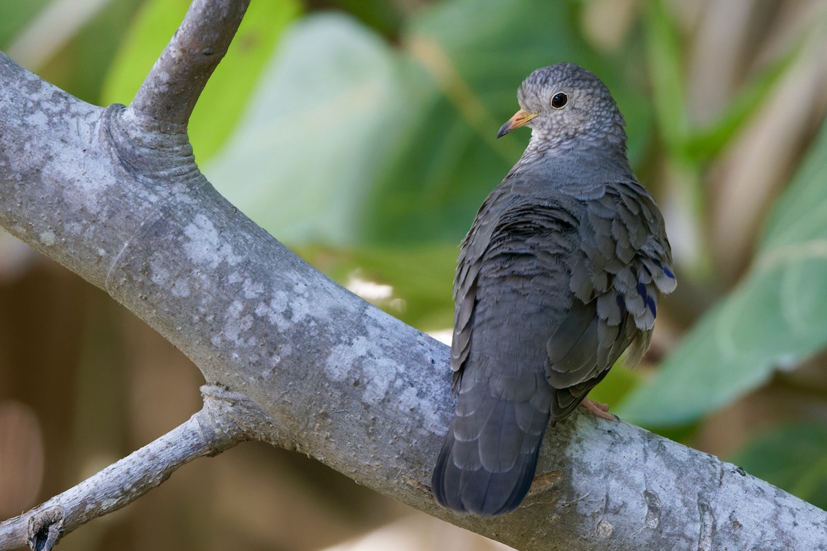 Common Ground Dove - ML625553171