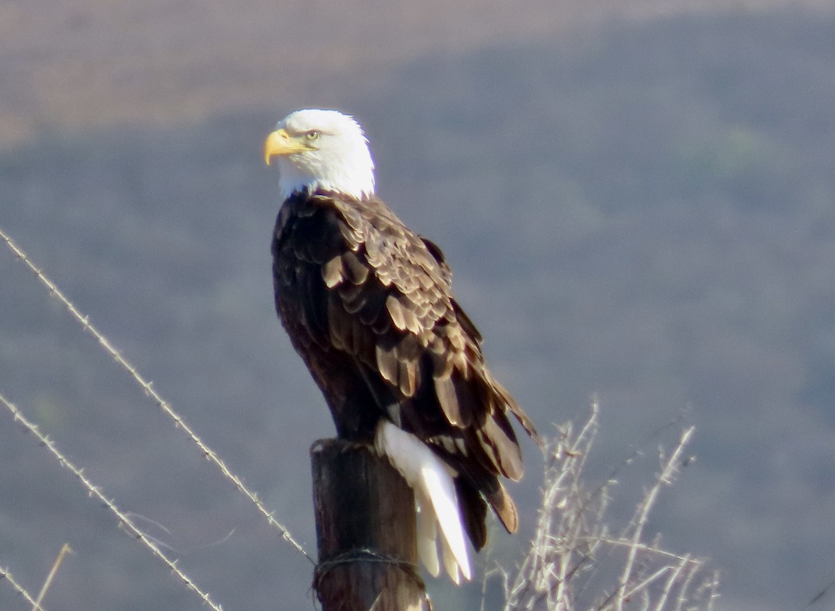 Bald Eagle - ML625553182