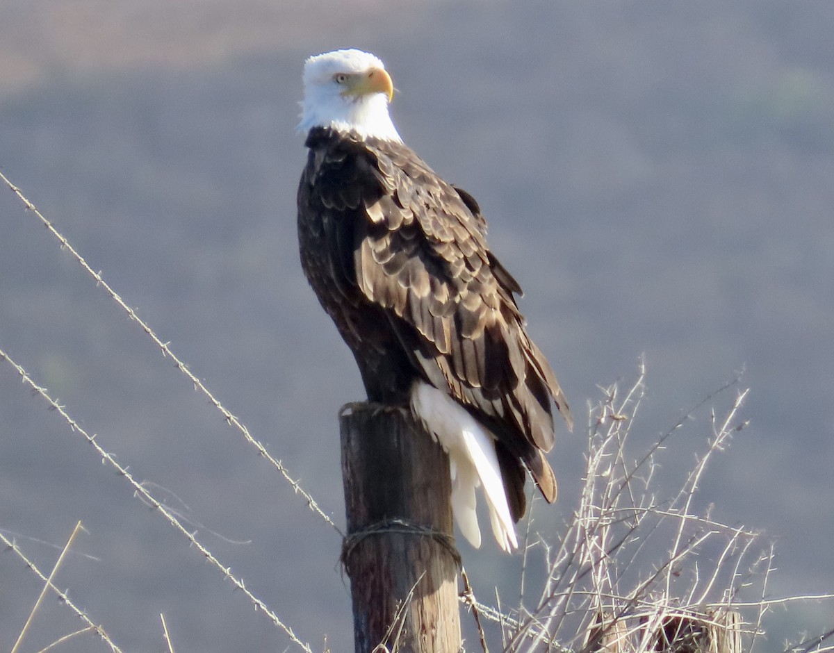 Bald Eagle - ML625553189