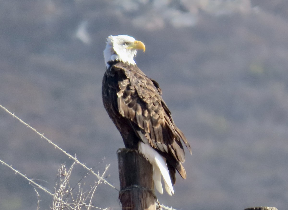 Bald Eagle - ML625553195