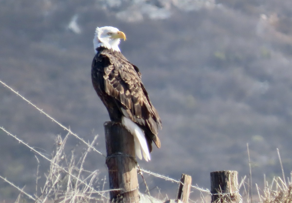 Bald Eagle - ML625553198