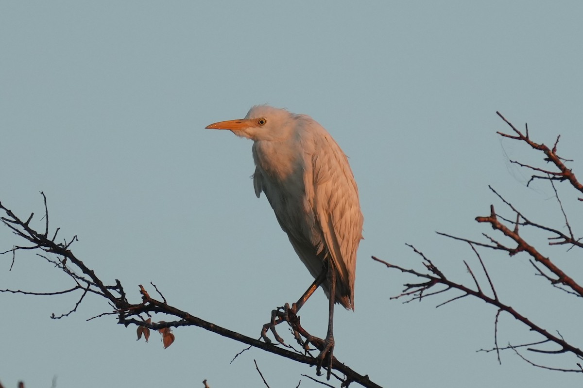 Western Cattle-Egret - ML625553255