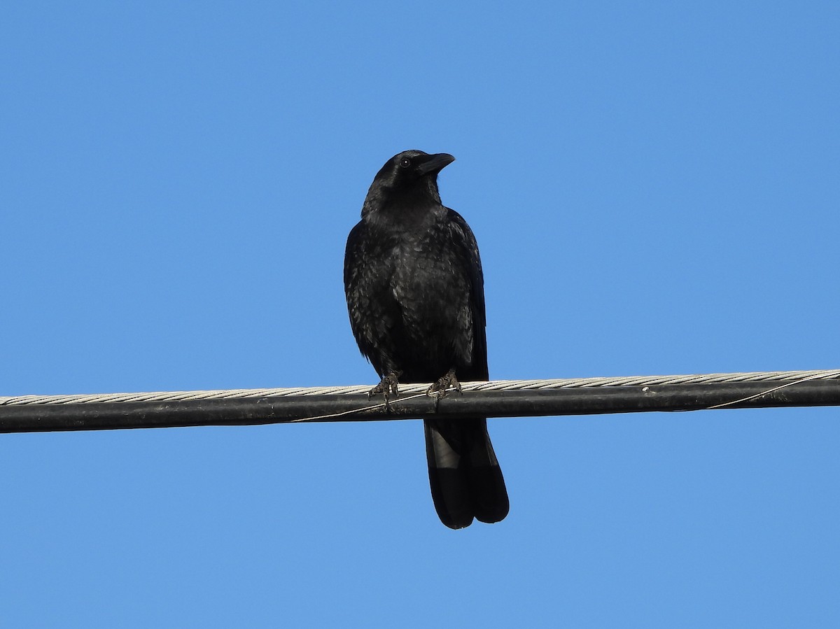 American Crow - ML625553330