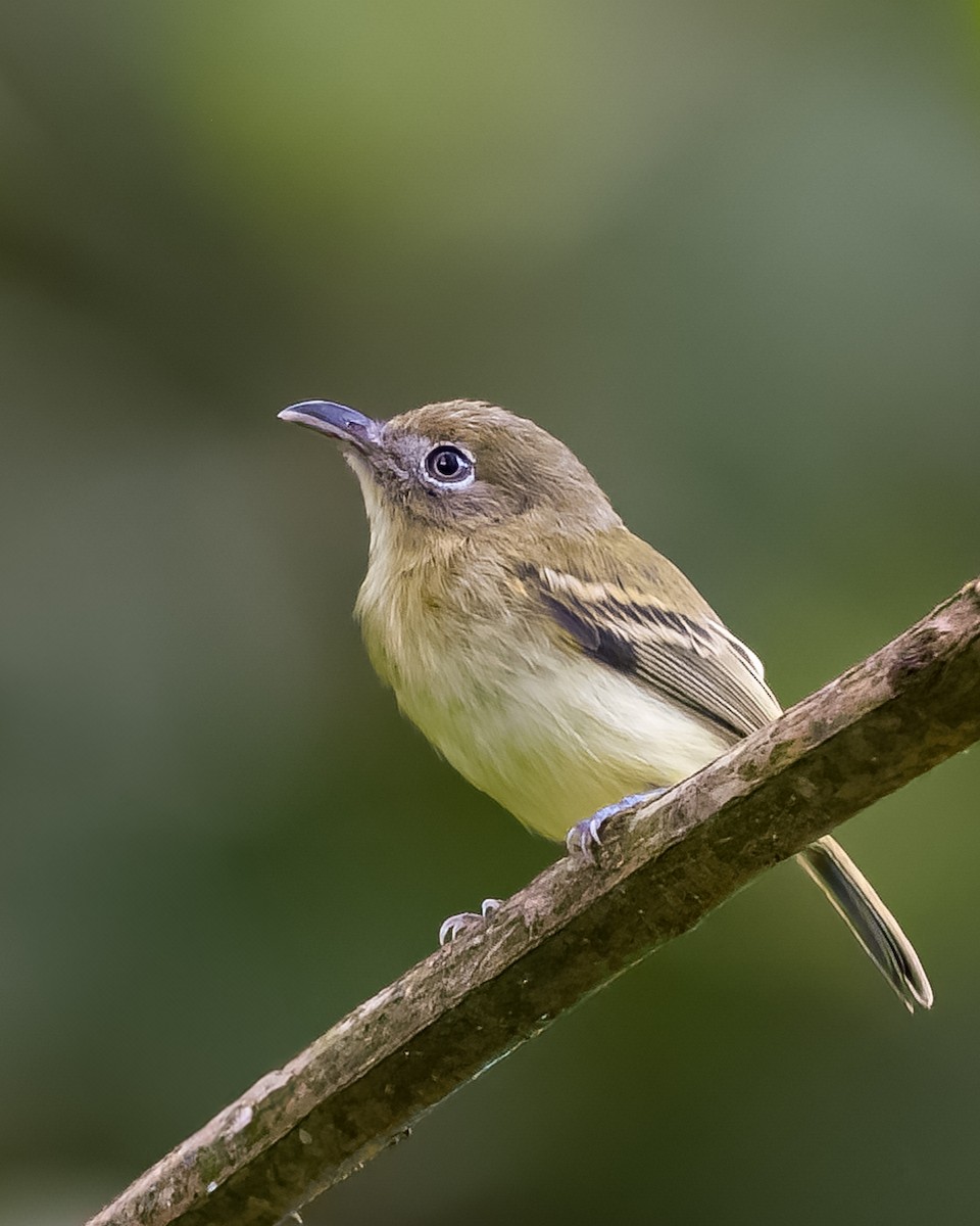 Southern Bentbill - ML625553420