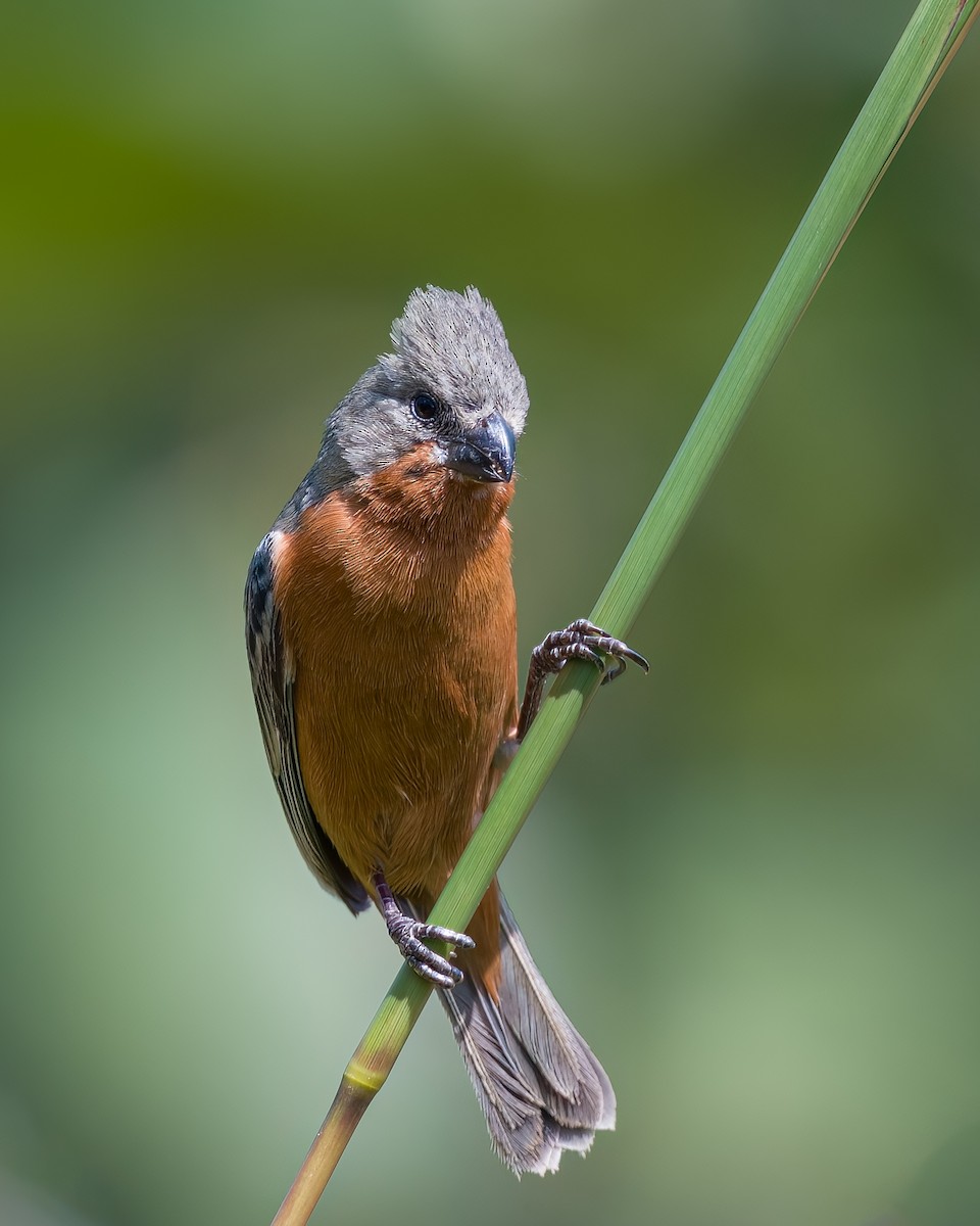 Ruddy-breasted Seedeater - ML625553432