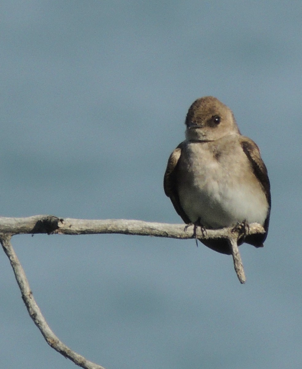 Northern Rough-winged Swallow - ML625553440