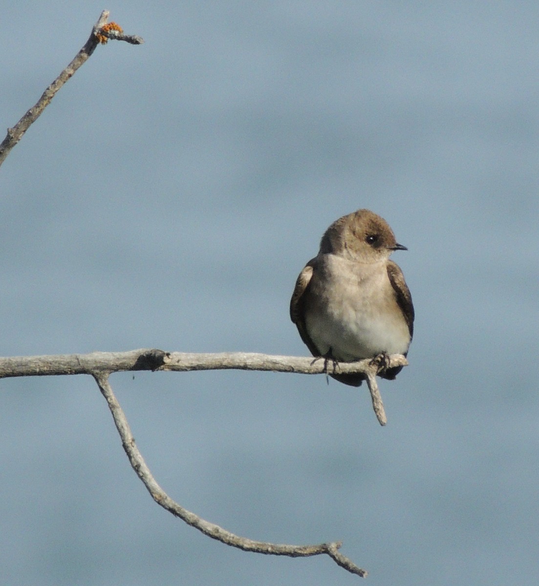 Northern Rough-winged Swallow - ML625553441