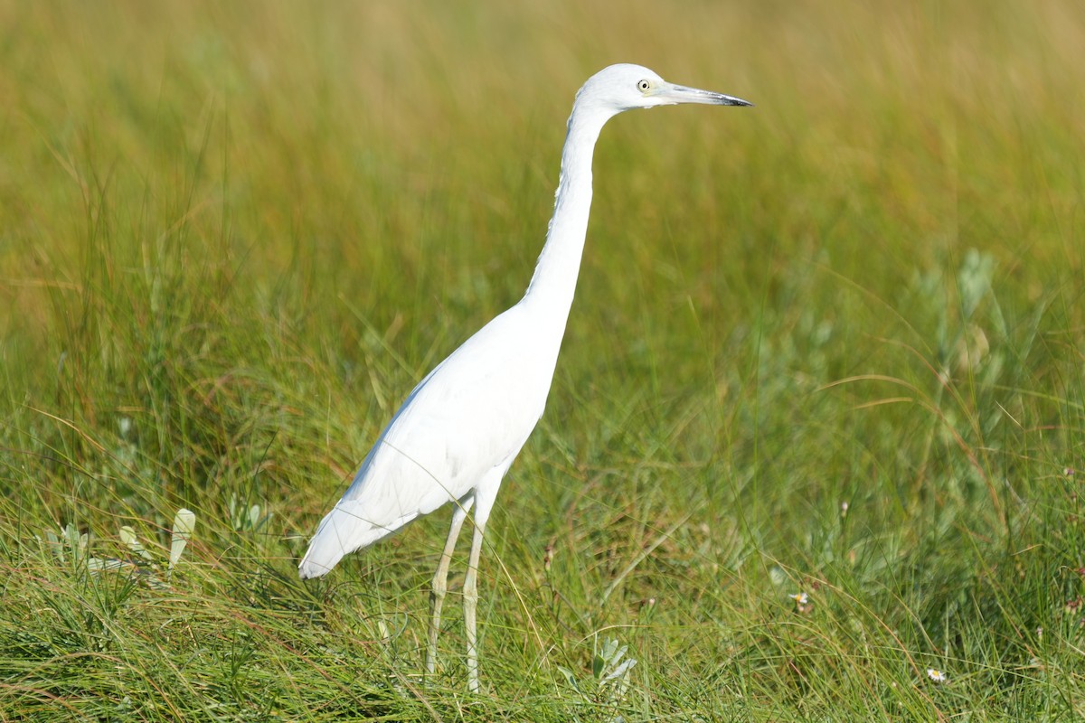 Little Blue Heron - ML625553473