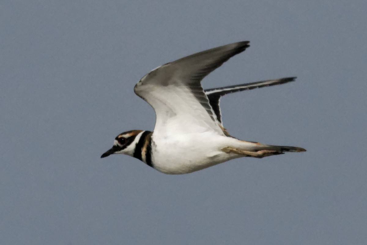 Killdeer - ML625553487