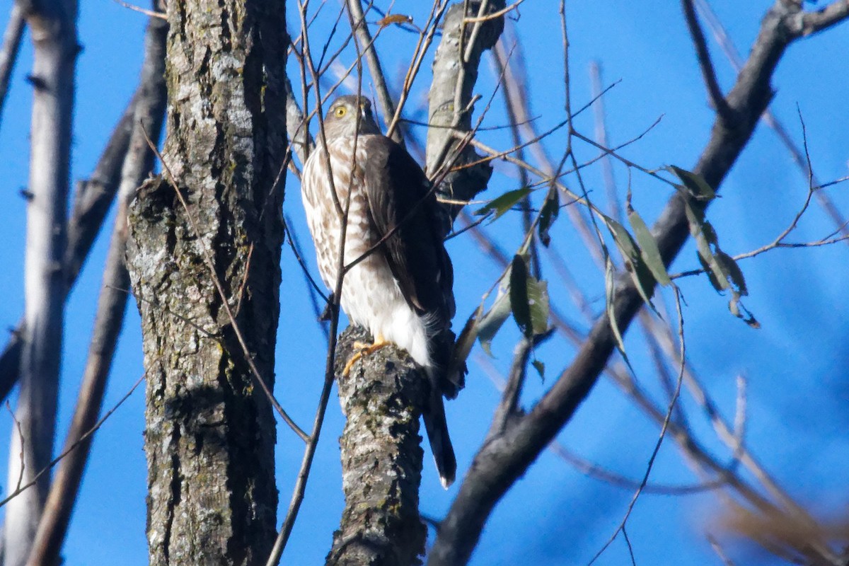 Sharp-shinned Hawk - ML625553535