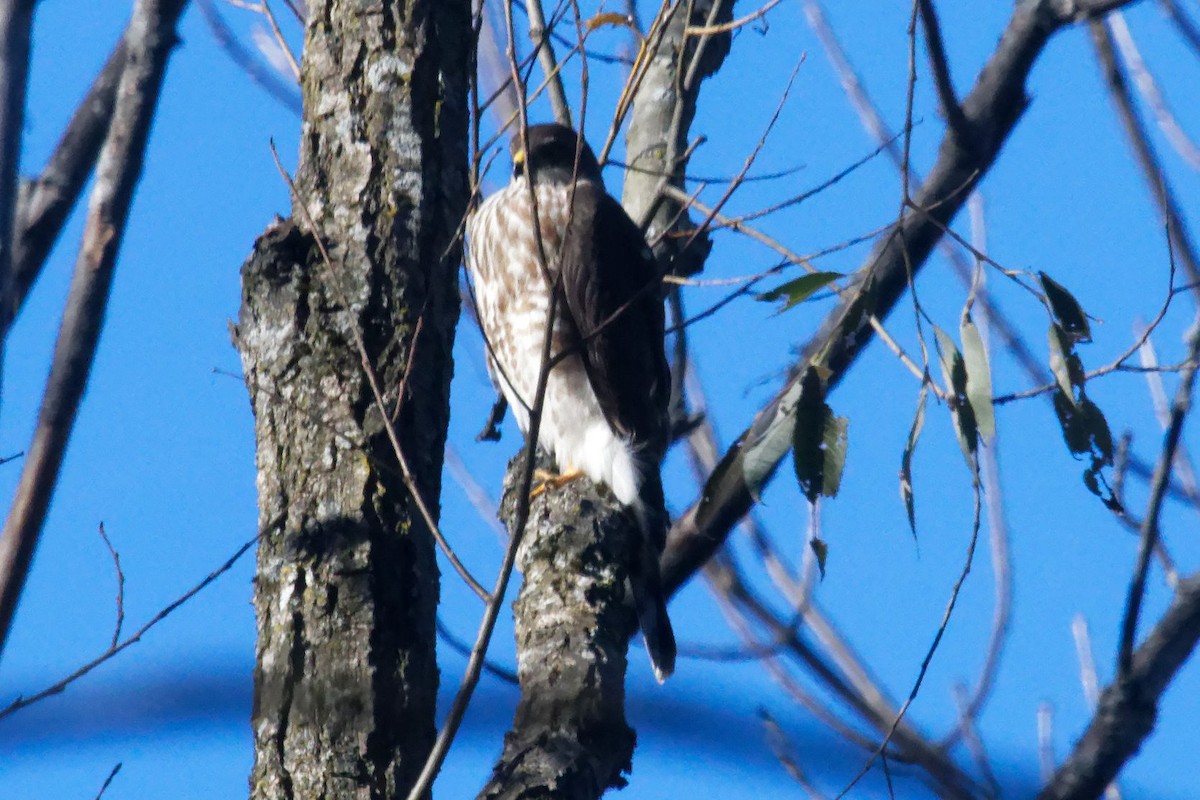 Sharp-shinned Hawk - ML625553538