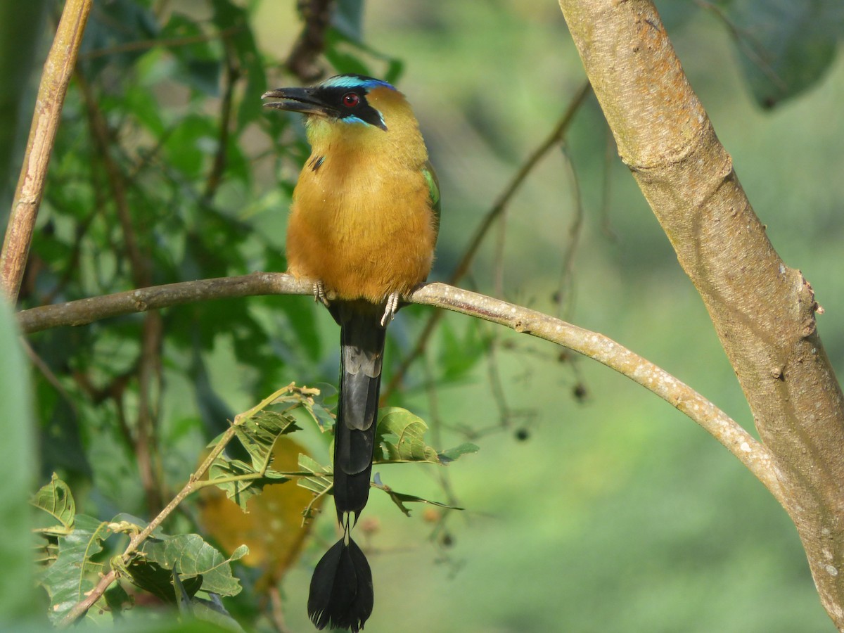 Whooping Motmot - ML625553618