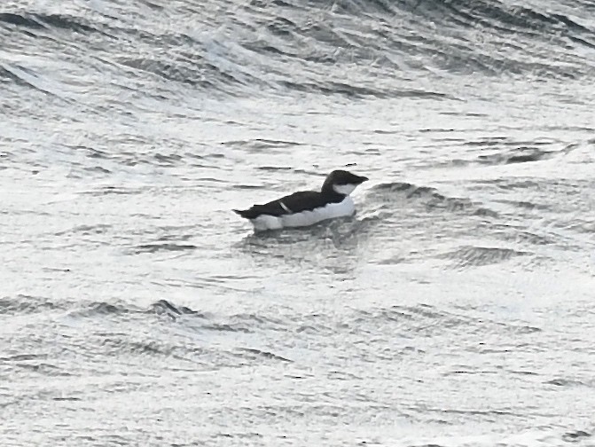 Dickschnabellumme - ML625553623