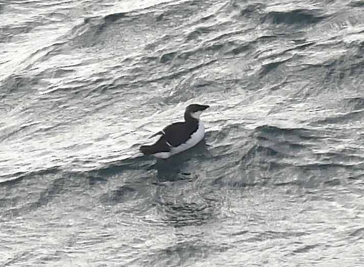 Dickschnabellumme - ML625553624