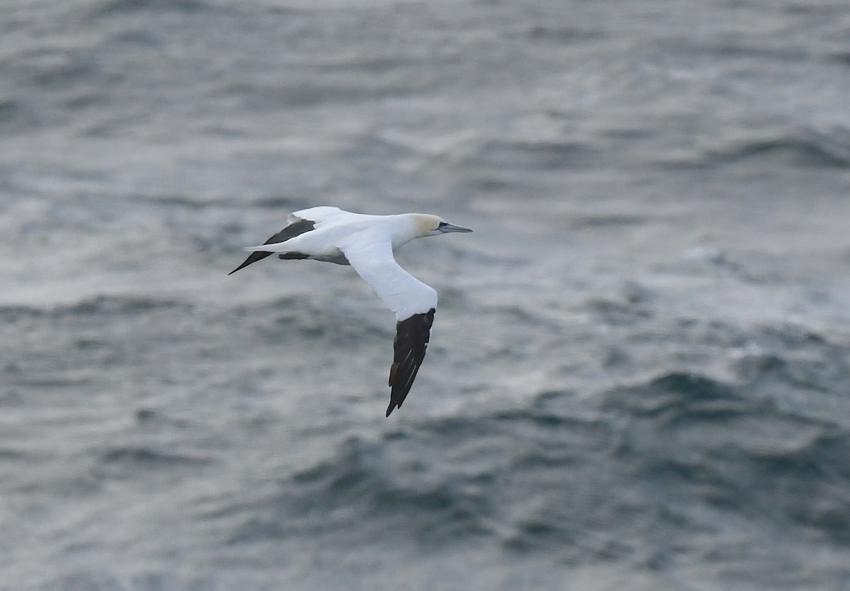 Northern Gannet - Denise  McIsaac