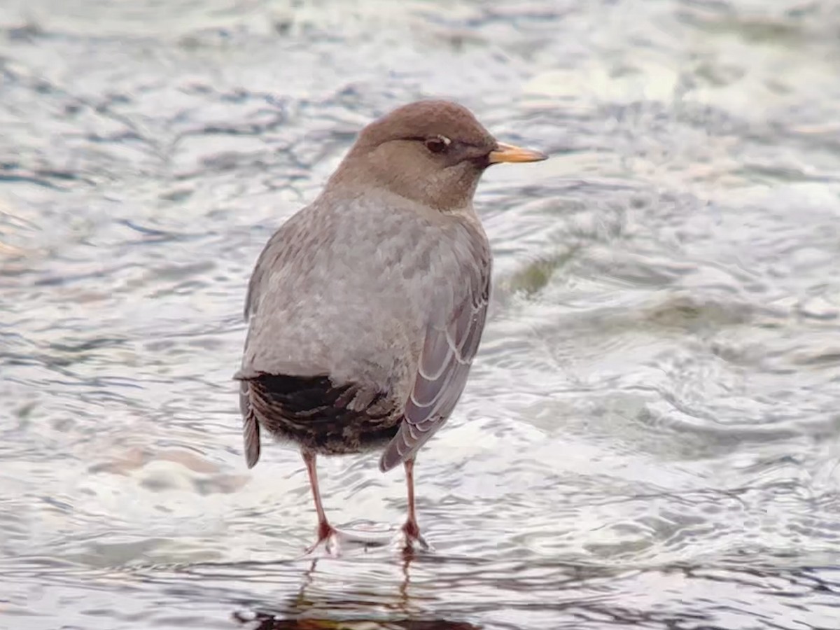 American Dipper - ML625553734