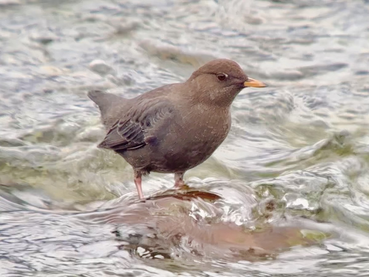 American Dipper - ML625553735