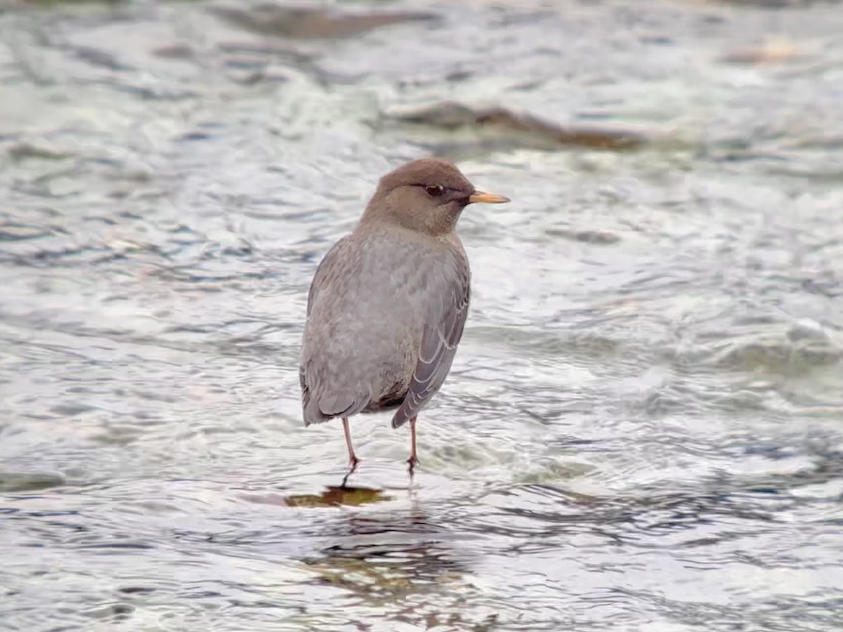 American Dipper - ML625553736