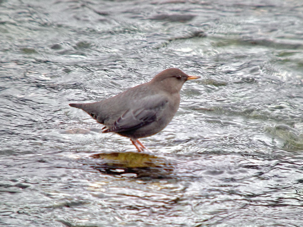 American Dipper - ML625553737