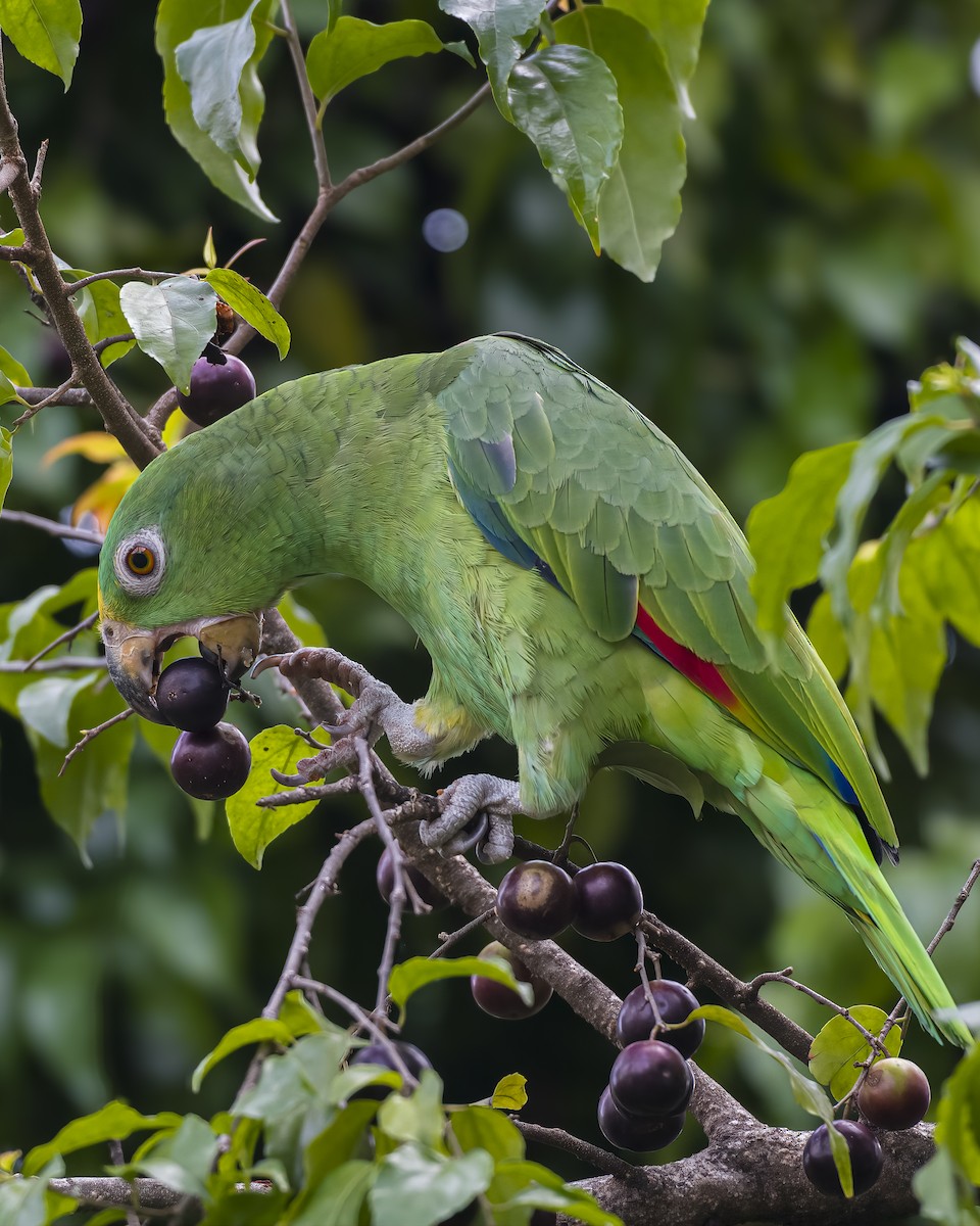 Yellow-crowned Amazon - ML625553929