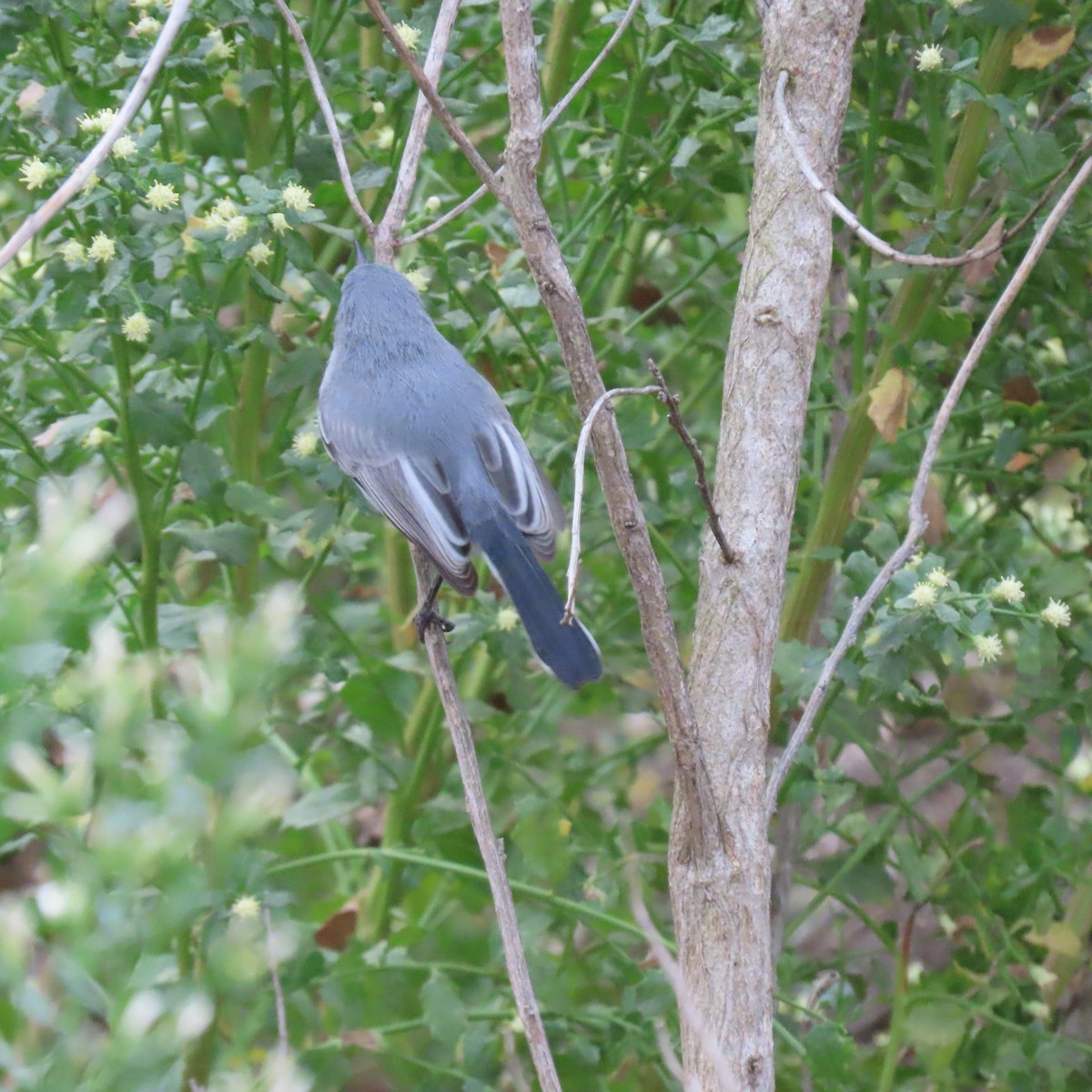 Blue-gray Gnatcatcher - ML625553935