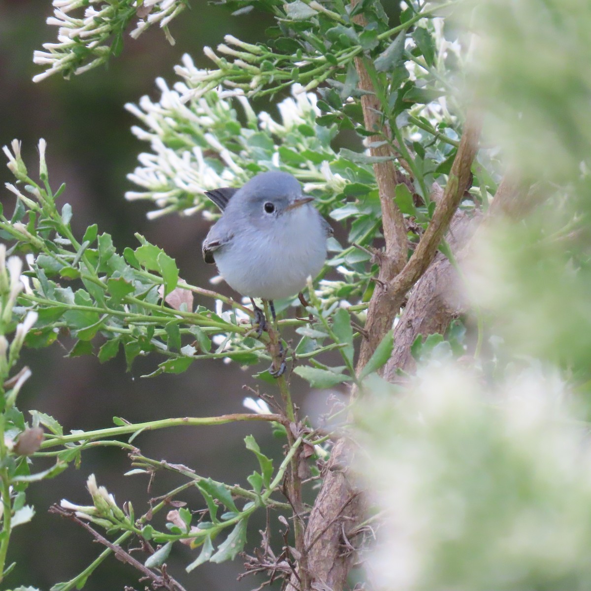 Blue-gray Gnatcatcher - ML625553958