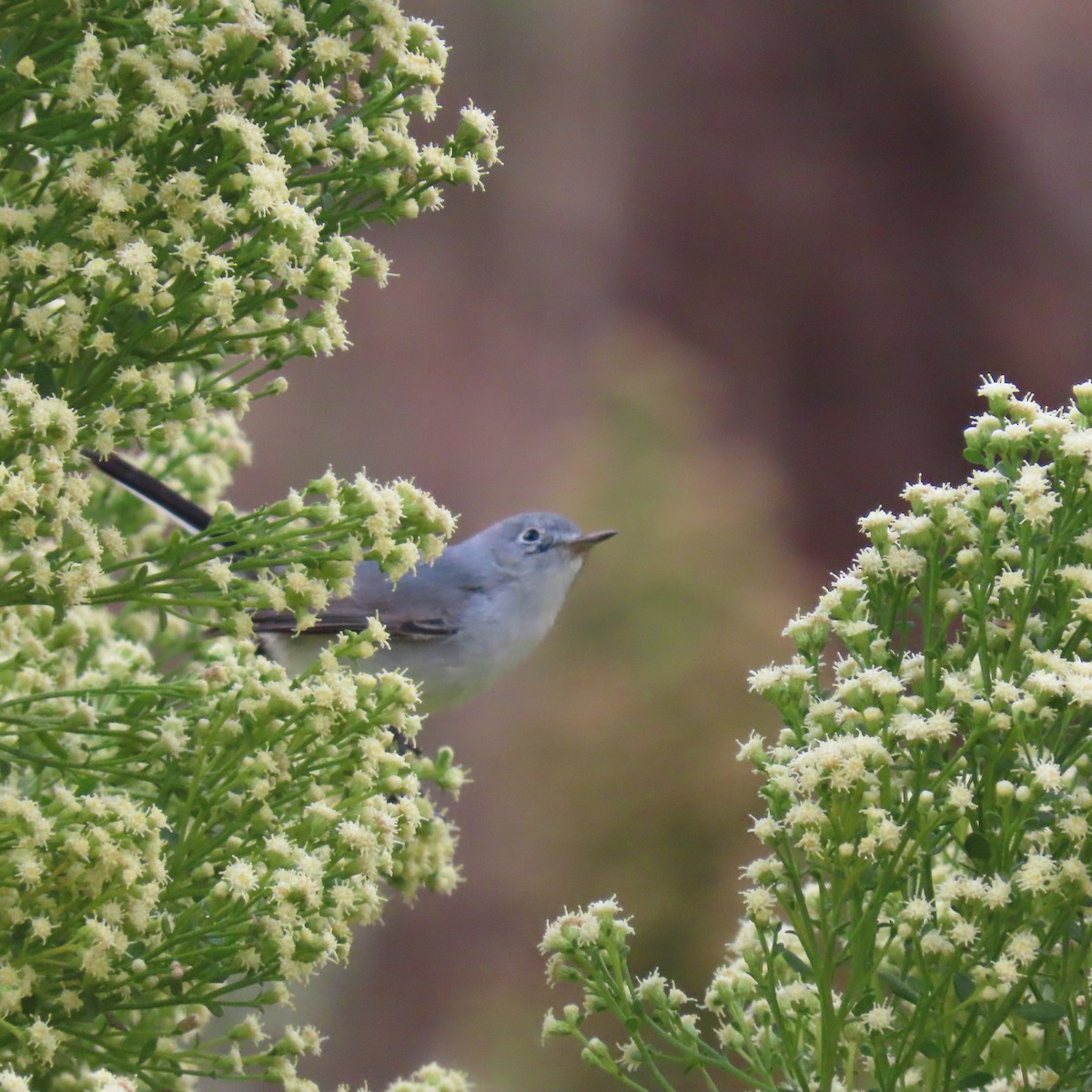 Blue-gray Gnatcatcher - ML625553998