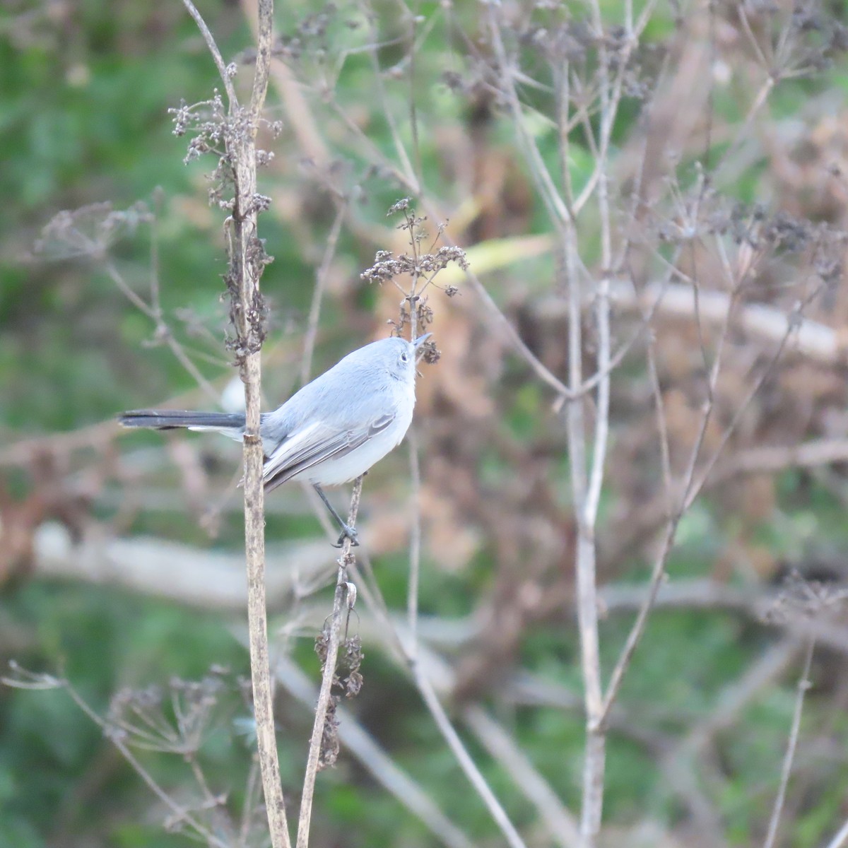 Blue-gray Gnatcatcher - ML625554019