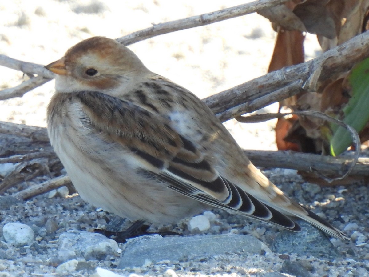 Snow Bunting - Stephen Spector