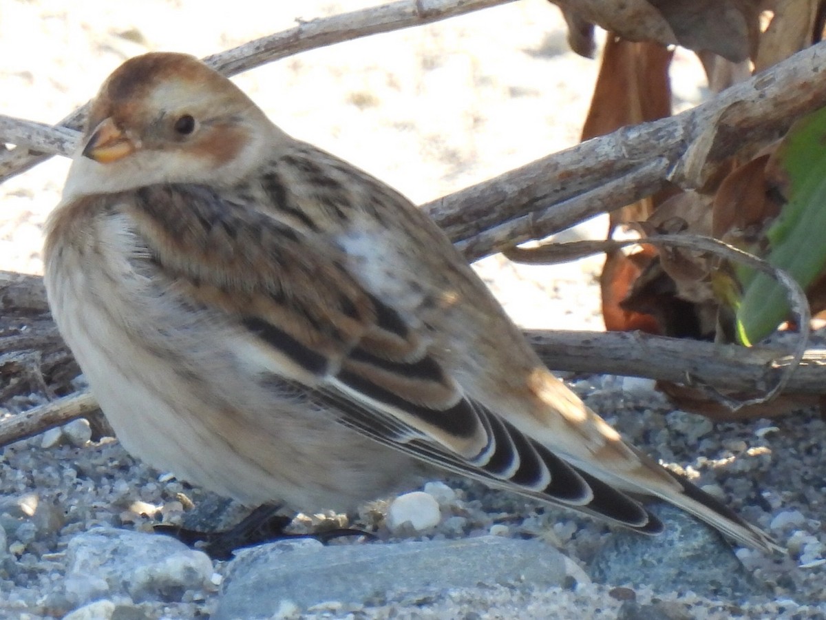 Snow Bunting - ML625554041