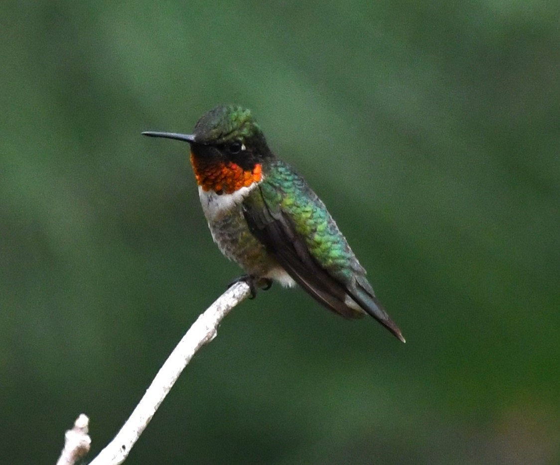 Ruby-throated Hummingbird - ML625554062