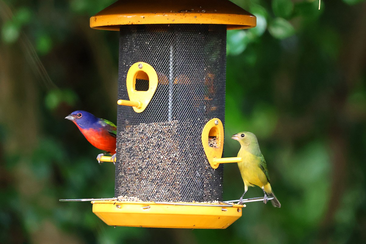 Painted Bunting - ML625554072