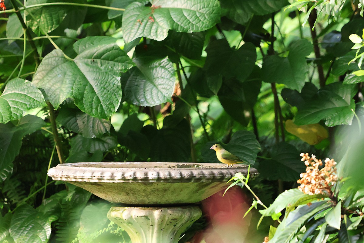 Painted Bunting - ML625554073