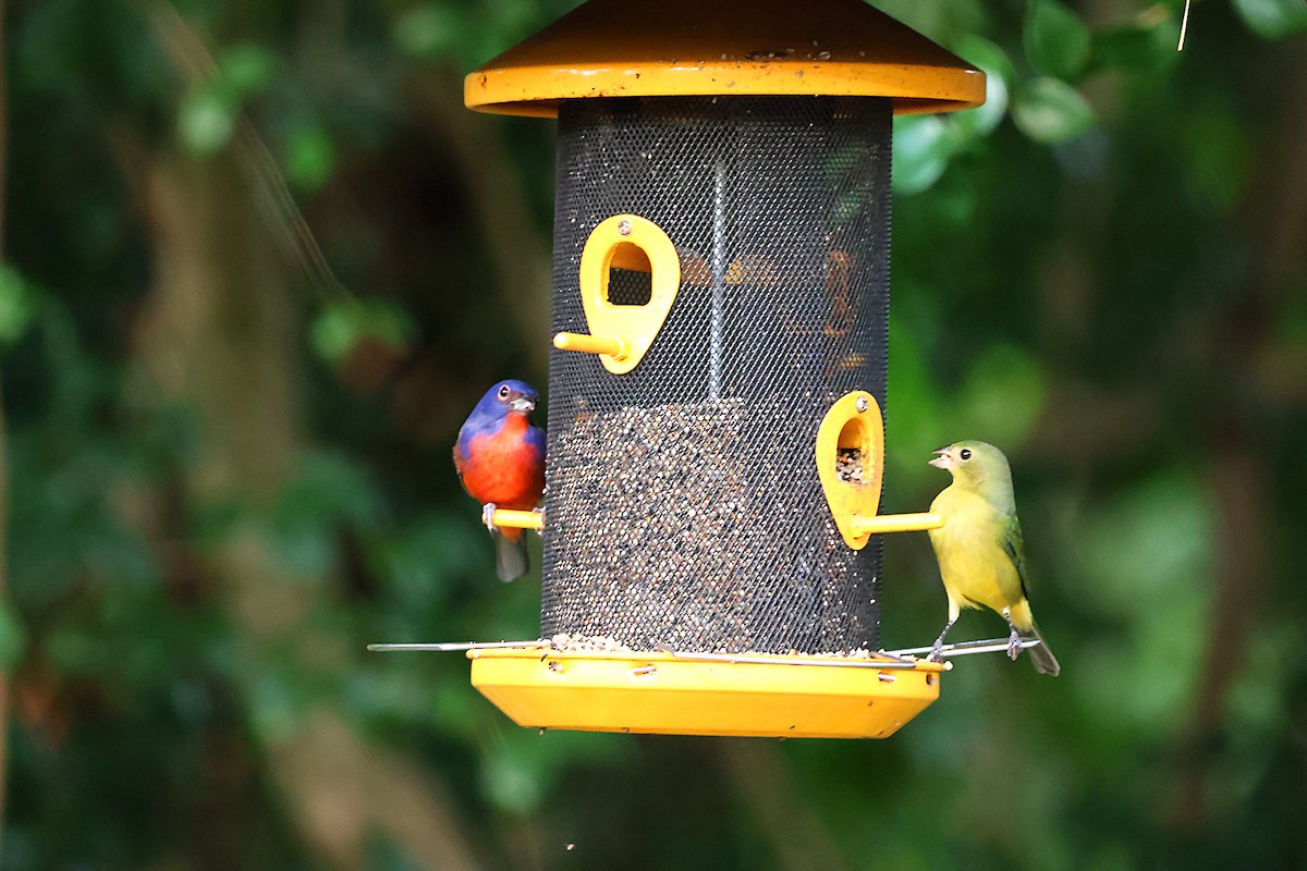 Painted Bunting - ML625554074