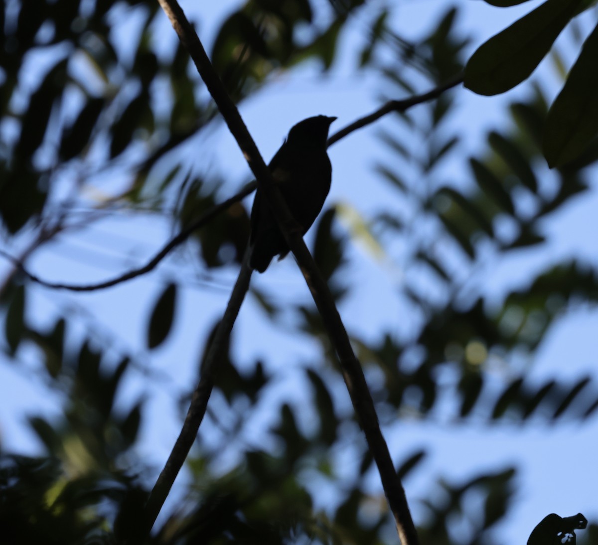 Blue-backed Manakin - ML625554102