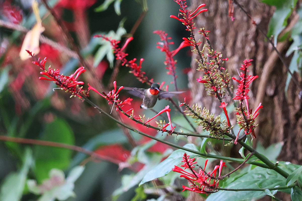 Ruby-throated Hummingbird - ML625554108