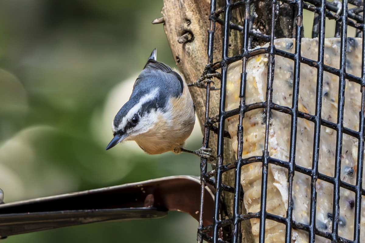 Red-breasted Nuthatch - Helen Chelf